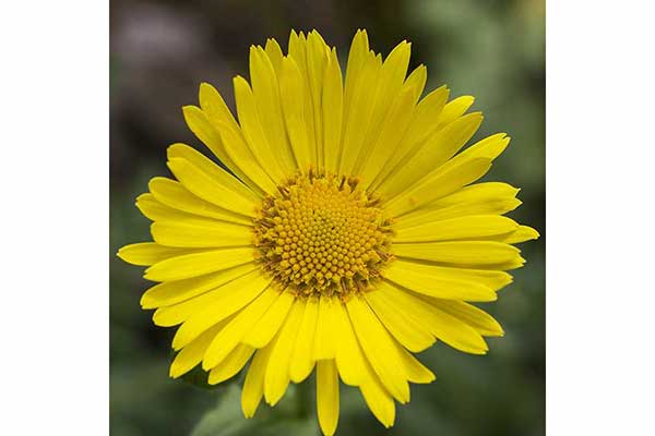 Omieg zachodni (Doronicum pardalianches)