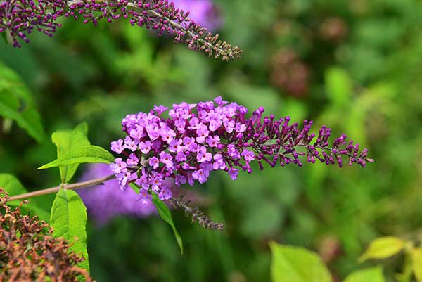 Budleja Davida (Buddleja davidii)