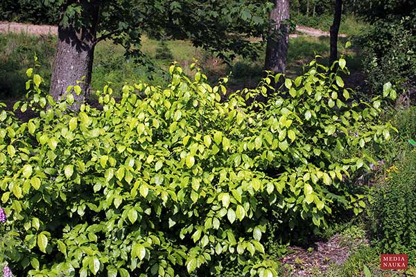 Oriksa japońska (Orixa japonica)