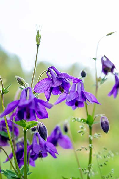 Orlik pospolity (Aquilegia vulgaris)