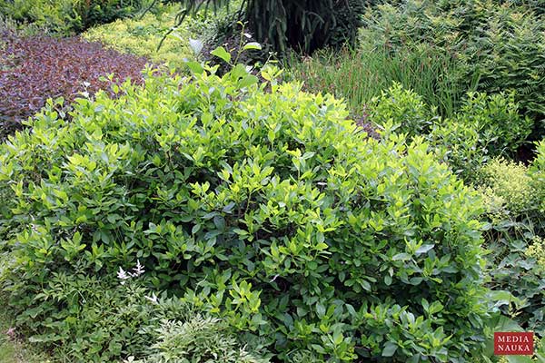Orszelina zwyczajna (Clethra alnifolia)