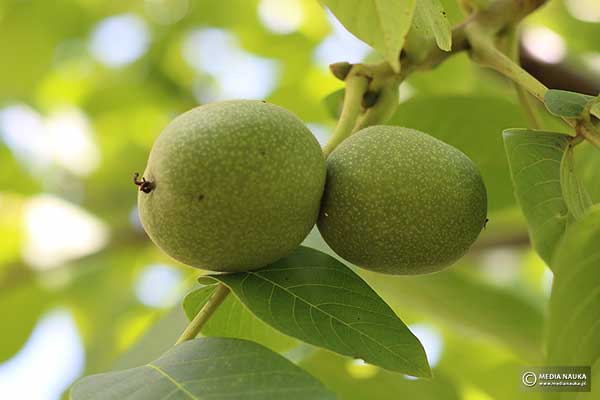 Orzech włoski (Juglans regia)