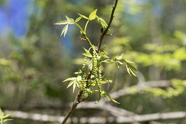 Orzesznik gorzki, orzesznik sercowaty (Carya cordiformis)