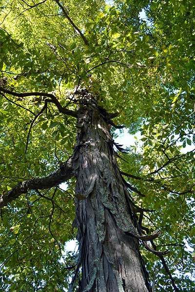 Orzesznik pięciolistkowy (Carya ovata)