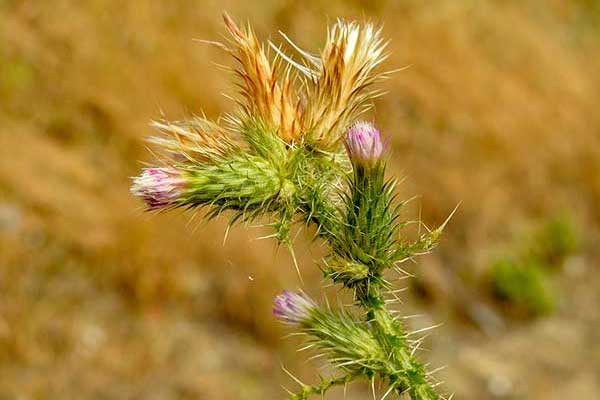 Oset wąskokwiatowy (Carduus tenuiflorus)