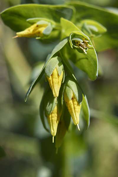 Ośmiał mniejszy (Cerinthe minor)