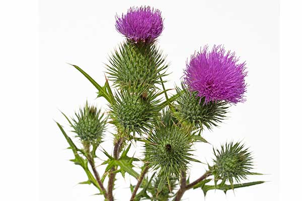 Ostropest plamisty (Silybum marianum)