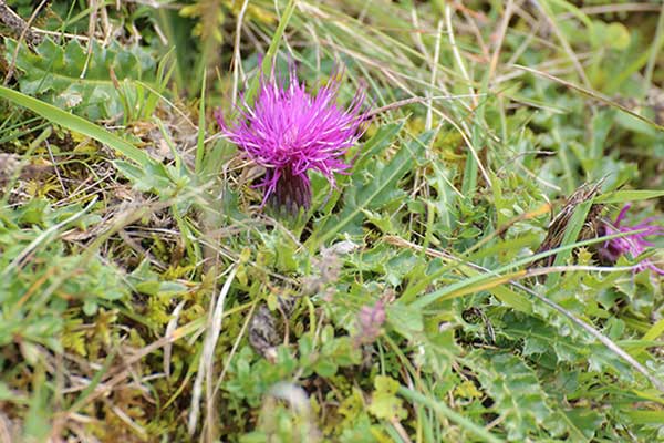 Ostrożeń bezłodygowy, ostrożeń krótkołodygowy (Cirsium acaule)