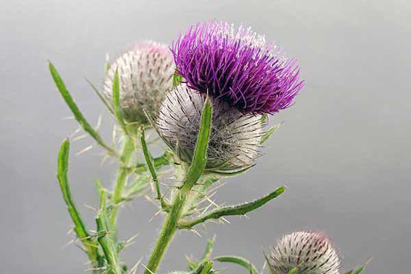 Ostrożeń głowacz (Cirsium eriophorum)