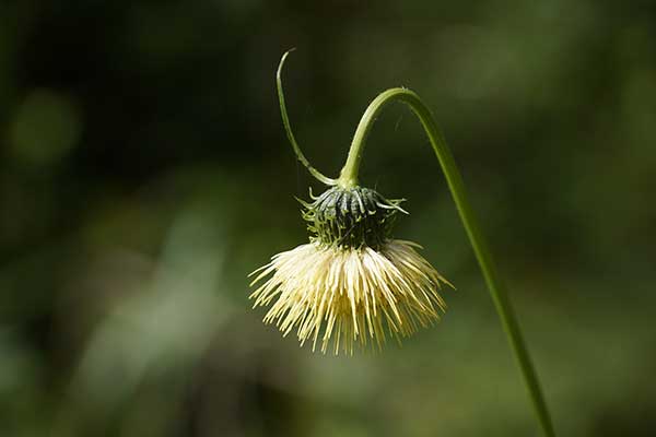 Ostrożeń lepki (Cirsium erisithales)