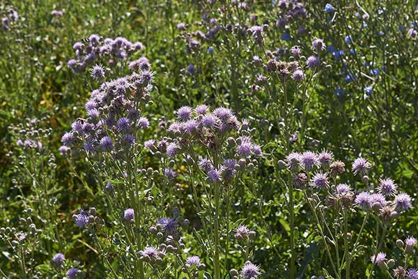 Ostrożeń polny (Cirsium arvense)