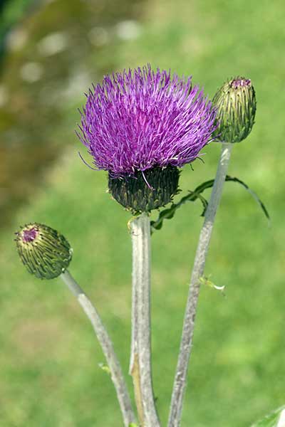 Ostrożeń różnolistny (Cirsium helenioides)