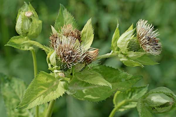 Ostrożeń warzywny (Cirsium oleraceum)