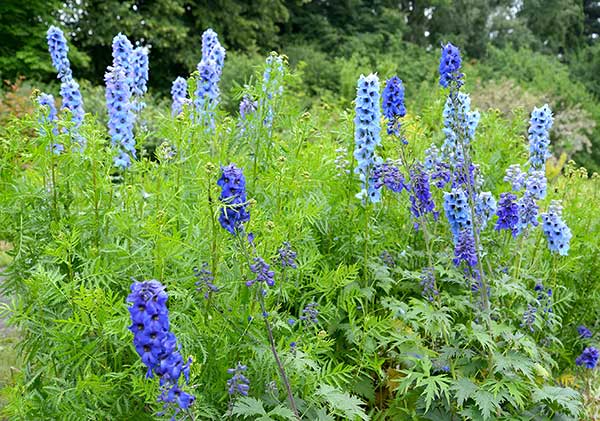 Ostróżka ogrodowa (Delphinium ×cultorum)