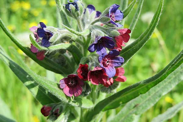 Ostrzeń pospolity (Cynoglossum officinale)