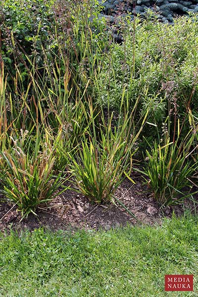 Owsica spłaszczona (Helictochloa planiculmis)