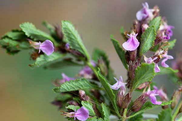 Ożanka właściwa (Teucrium chamaedrys)