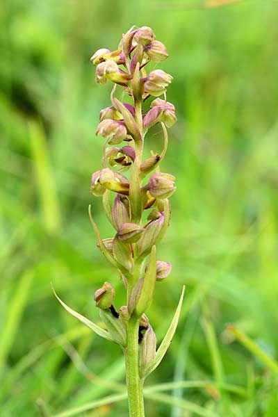 Ozorka zielona (Coeloglossum viride)