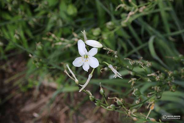 Pajęcznica liliowata (Anthericum liliago)
