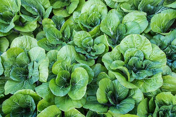 Kapusta 'Pak Choi', kapusta właściwa chińska (Brassica rapa chinensis)