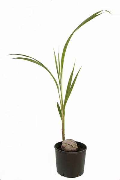 Palma kokosowa, kokos właściwy, (Cocos nucifera)