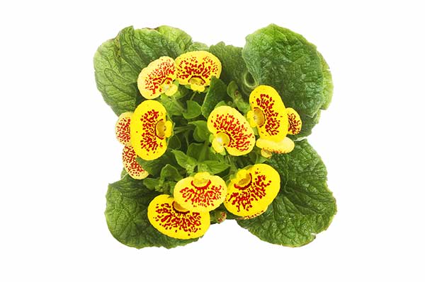 Pantofelnik mieszańcowy (Calceolaria ×hybrida)