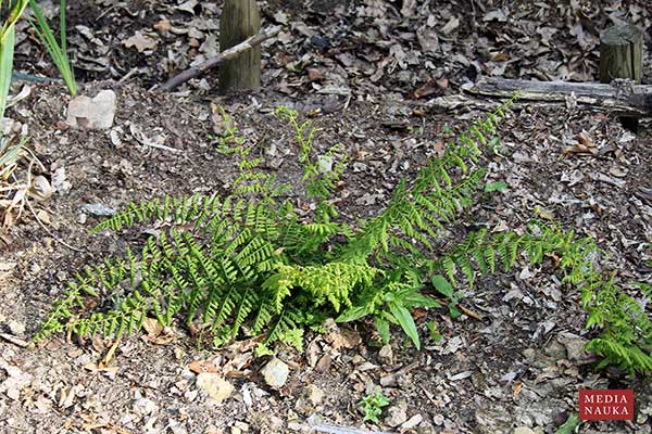 Paprotnica bulwiasta (Cystopteris bulbifera)