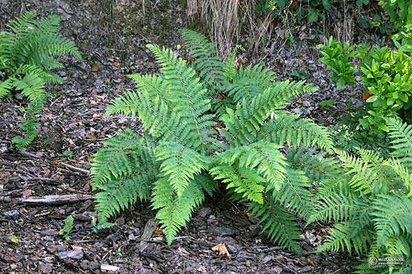 Paprotnik Brauna (Polystichum braunii)