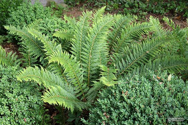 Paprotnik kolczysty (Polystichum aculeatum)