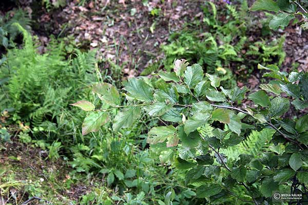 Parocja perska (Parrotia persica)