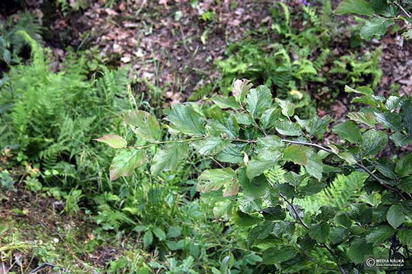 Parocja perska (Parrotia persica)