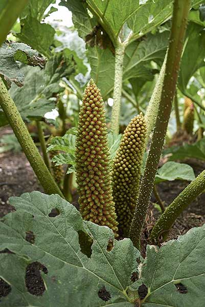 Parzeplin chilijski (Gunnera tinctoria)