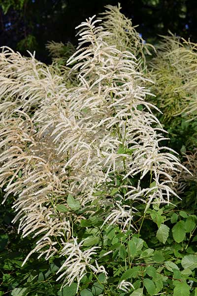 Parzydło leśne (Aruncus dioicus)