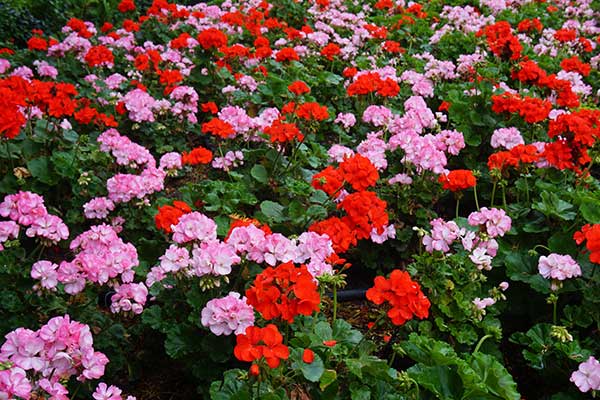 Pelargonia © eqroy – stock.adobe.com Pelargonia