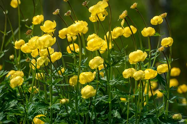 Pełnik europejski (Trollius europaeus)