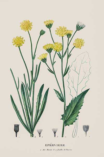 Pępawa błotna (Crepis paludosa)