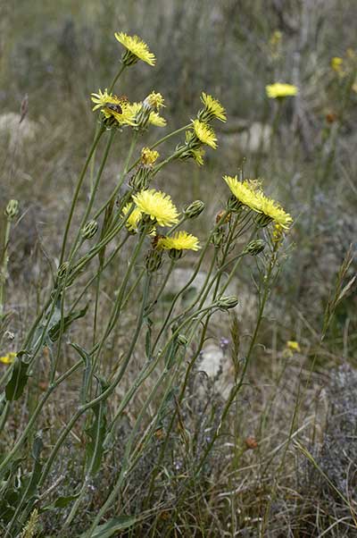 Pępawa nicejska (Crepis nicaeensis)