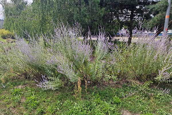 Perowskia łobodolistna (Perovskia atriplicifolia)