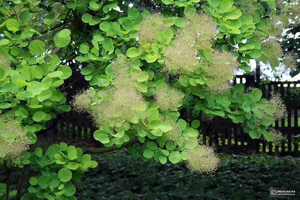 Perukowiec podolski (Cotinus coggygria)