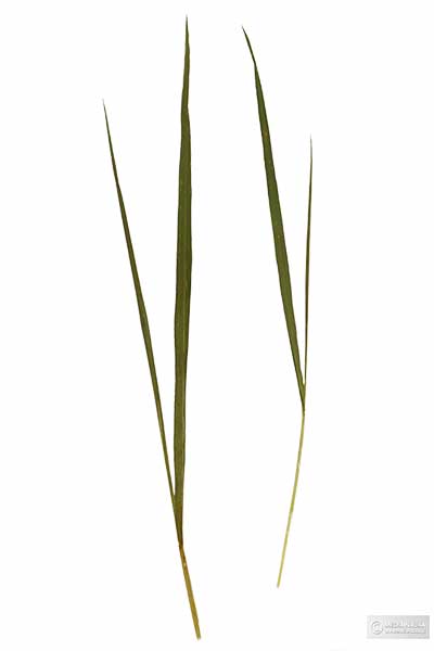 Perz właściwy (Elymus repens)