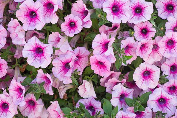 Petunia ogrodowa (Petunia ×atkinsiana)