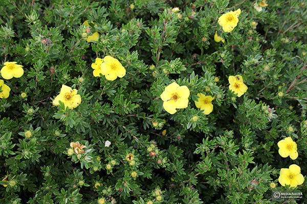 Pięciornik krzewiasty (Potentilla fruticosa)