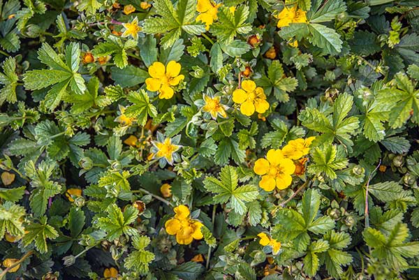 Pięciornik rozłogowy (Potentilla reptans)