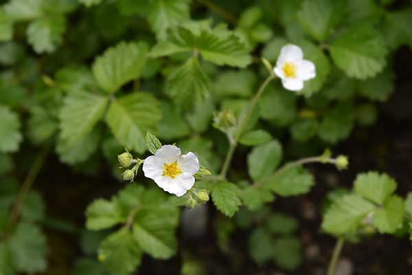 Pięciornik skalny (Potentilla rupestris)