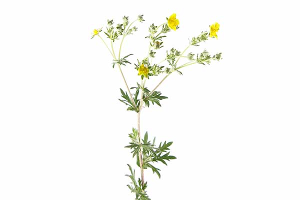 Pięciornik srebrny (Potentilla argentea)