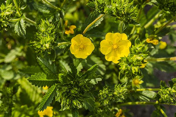 Pięciornik wyprostowany (Potentilla recta)