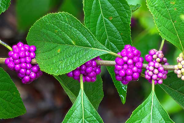 Pięknotka amerykańska (Callicarpa americana)