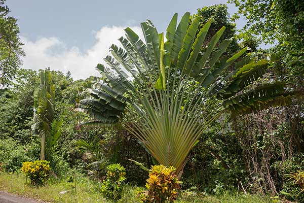 Pielgrzan madagaskarski (Ravenala madagascariensis)