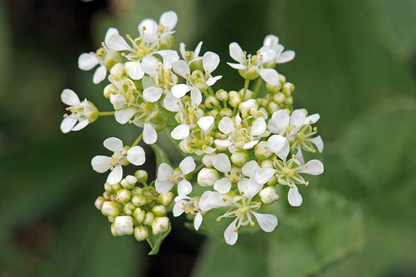 Pieprzycznik przydrożny (Cardaria draba)