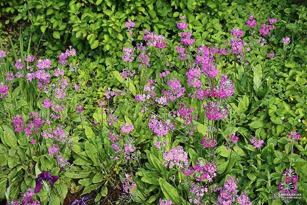 Pierwiosnek Beesa (Primula beesiana)